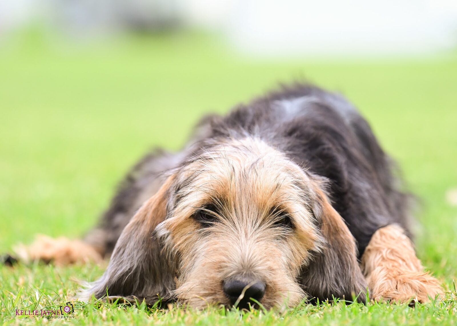 A Szzan Otterhound puppy
