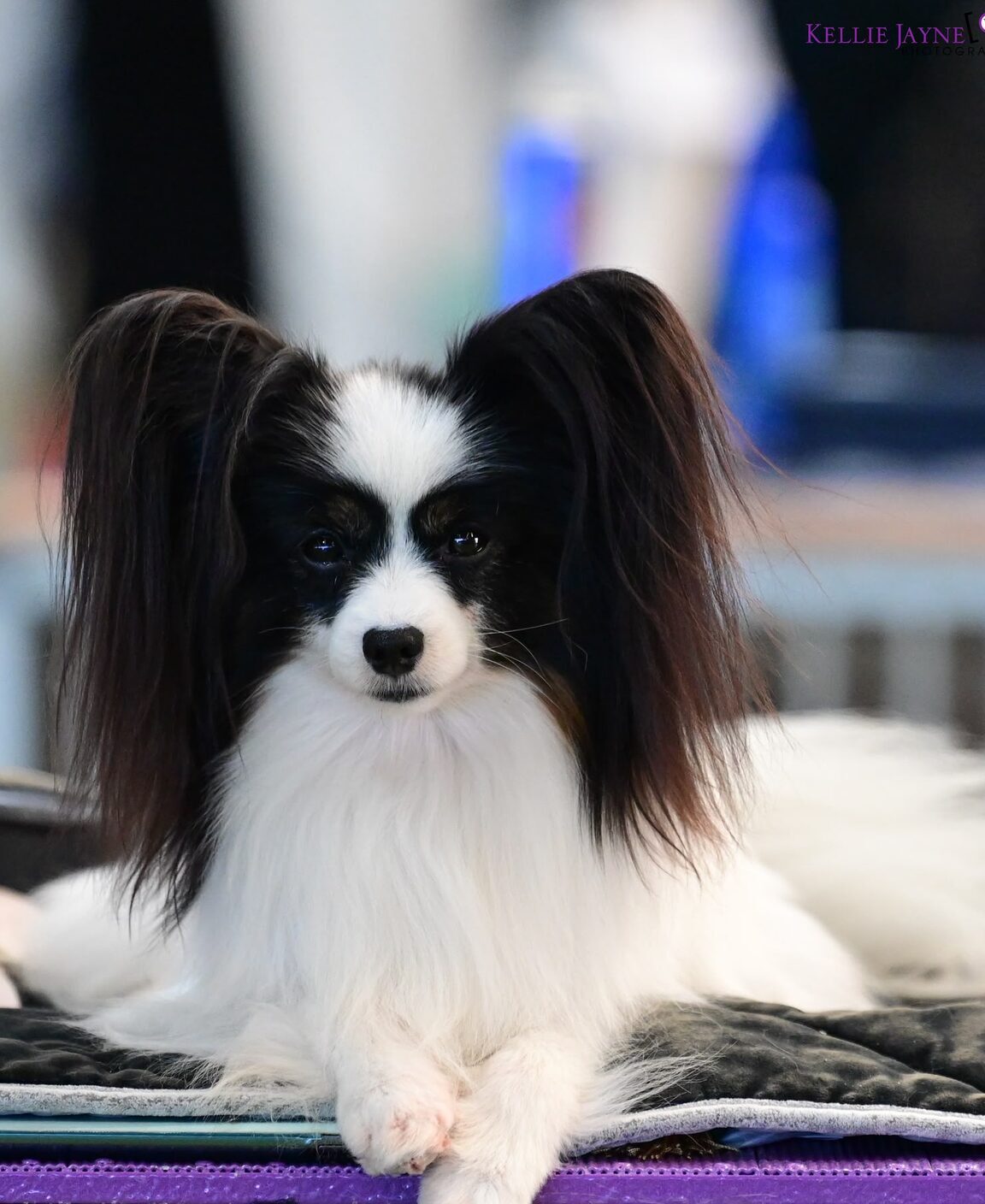 A Szzan Papillon
