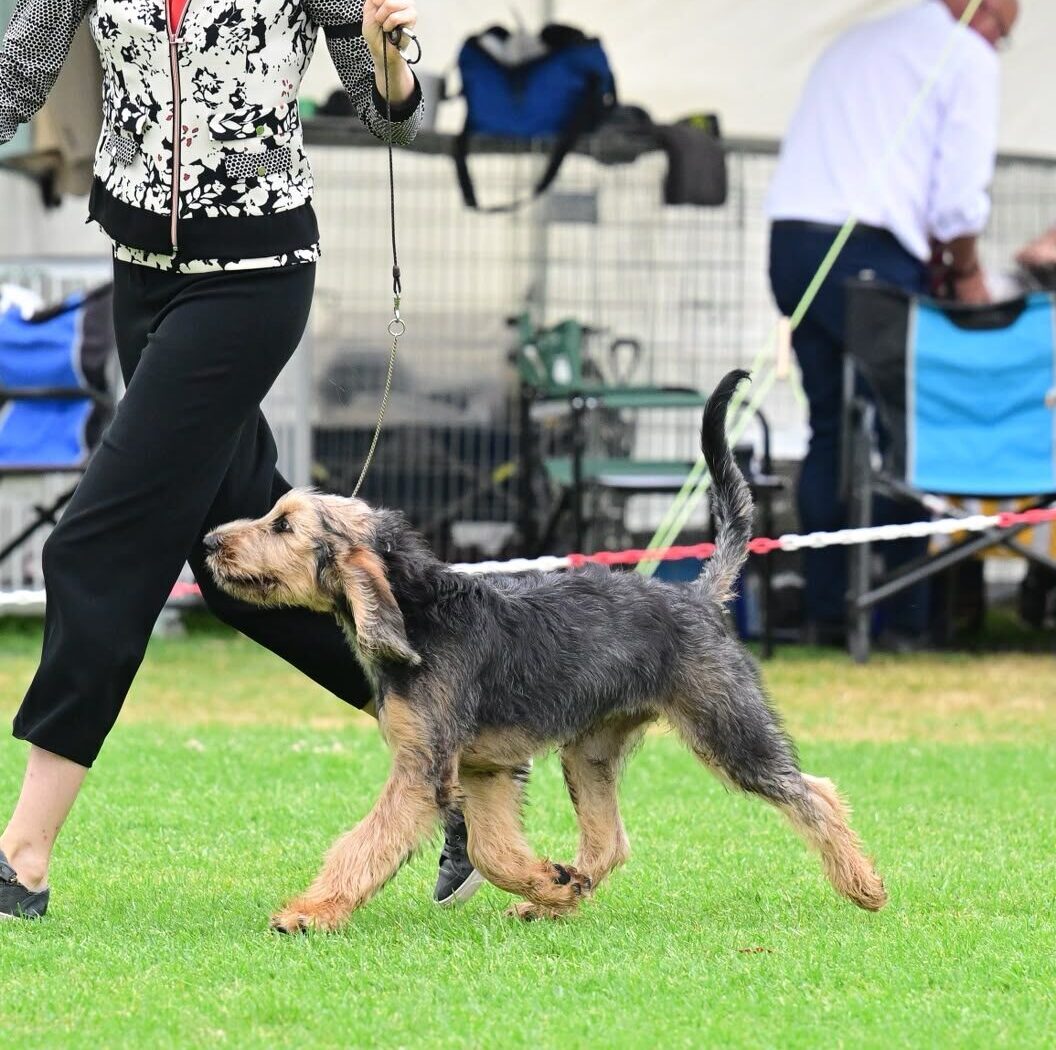 A Szzan Otterhound gaiting in the show ring