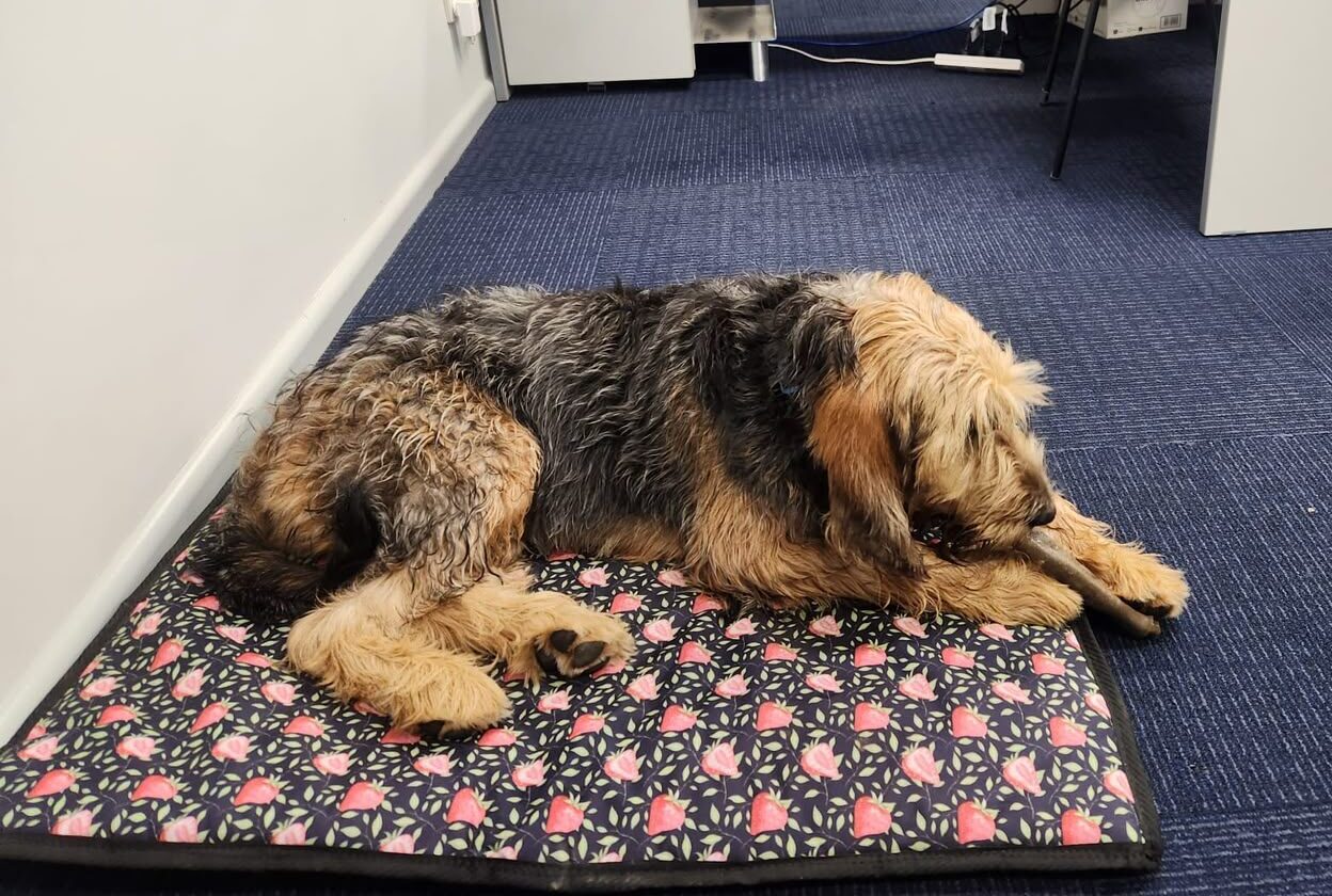 A Szzan Otterhound resting