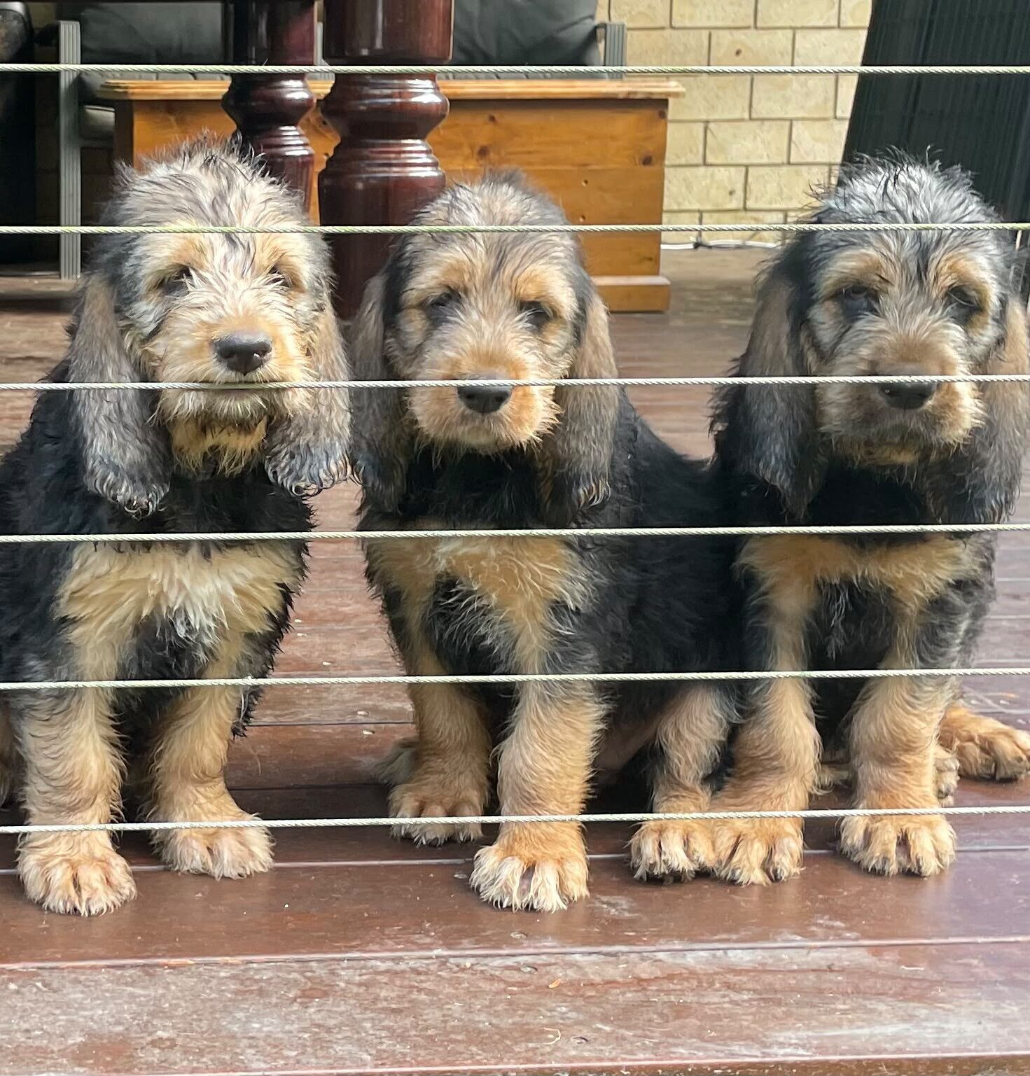 Szzan Otterhound puppies on a deck