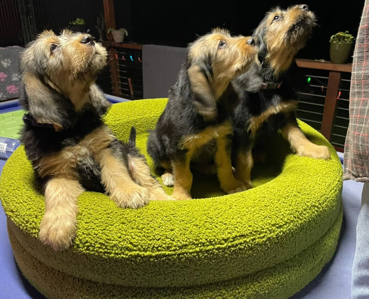 Szzan Otterhound puppies