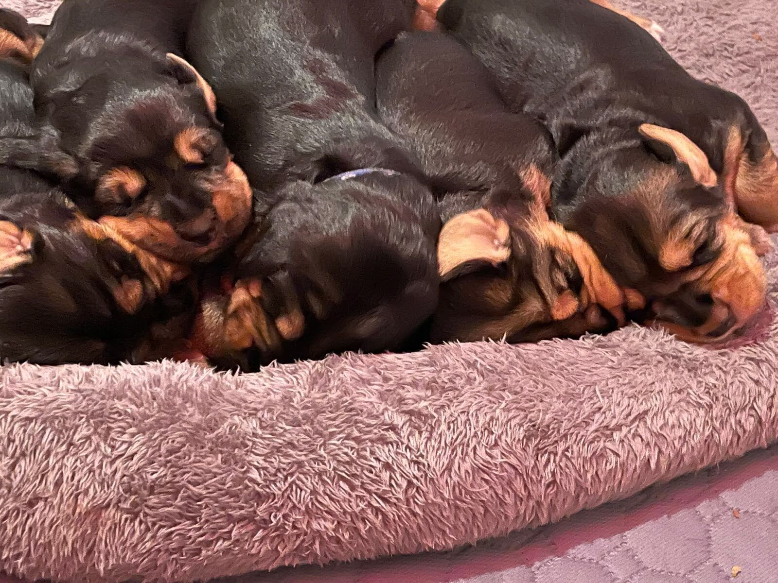 Szzan Otterhound puppies sleeping