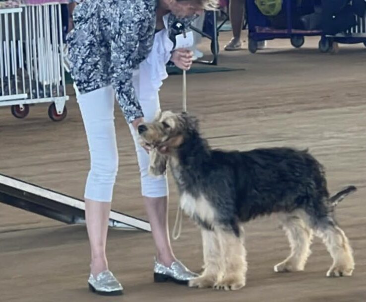 A Szzan Otterhound in the show ring