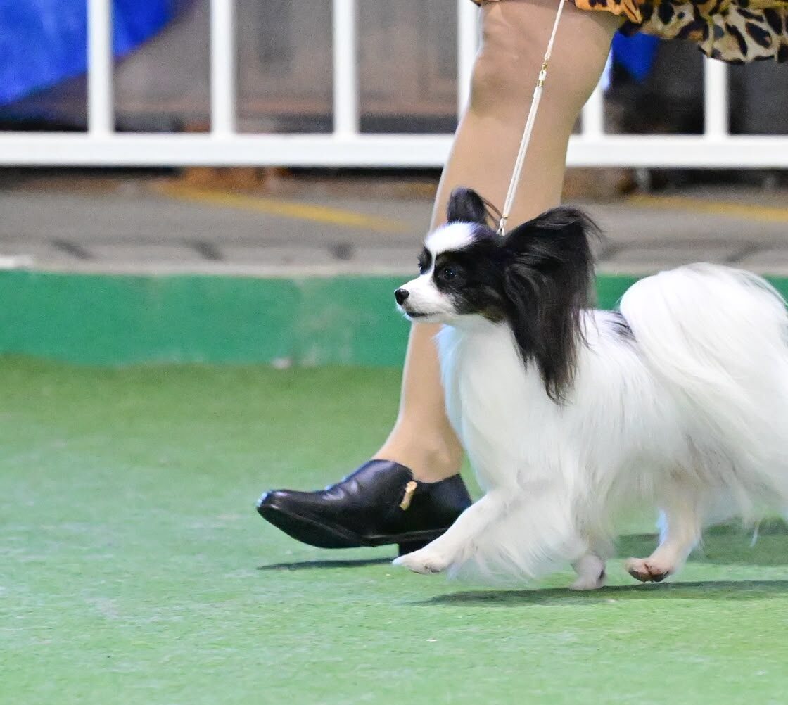 A Szzan Papillon gaiting in the show ring