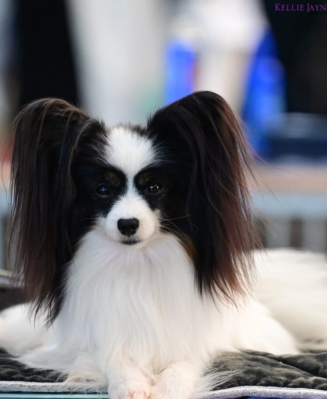 A Szzan Papillon portrait