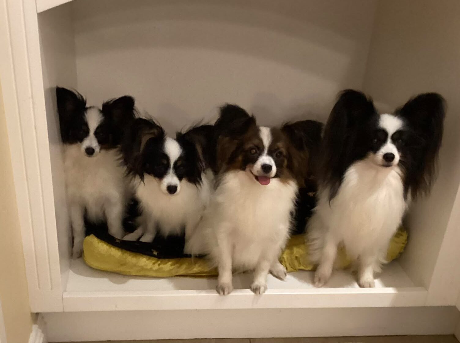 A litter of Szzan Papillons