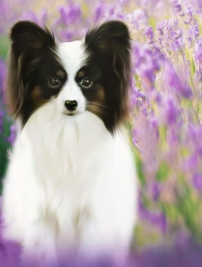A Szzan Papillon with show ribbons