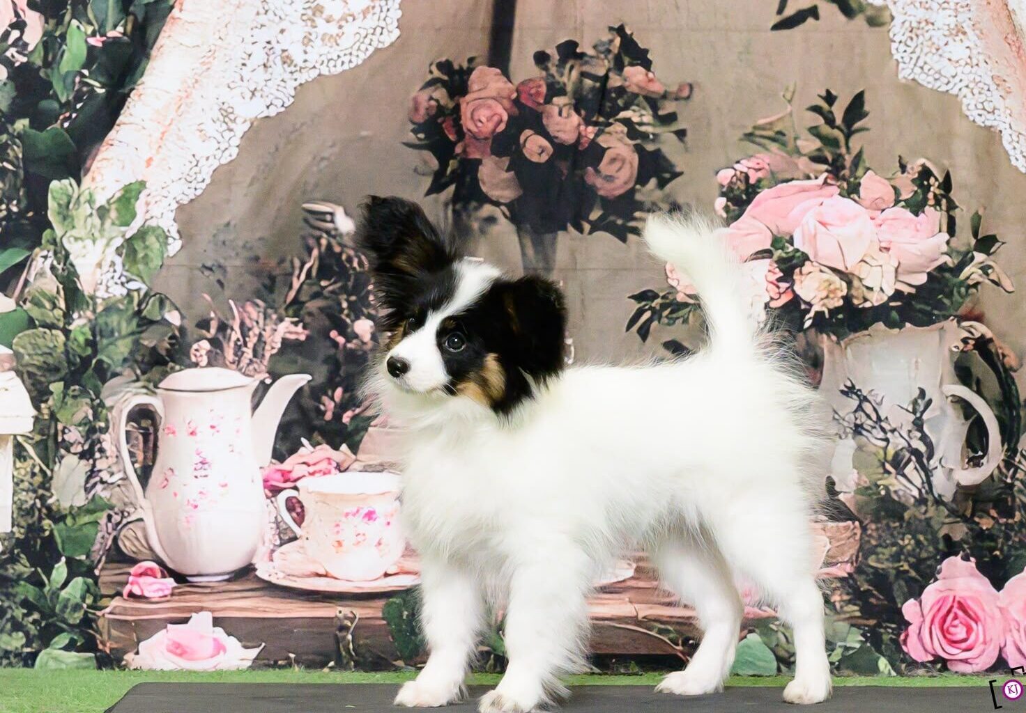 A Szzan Papillon puppy in a studio setting