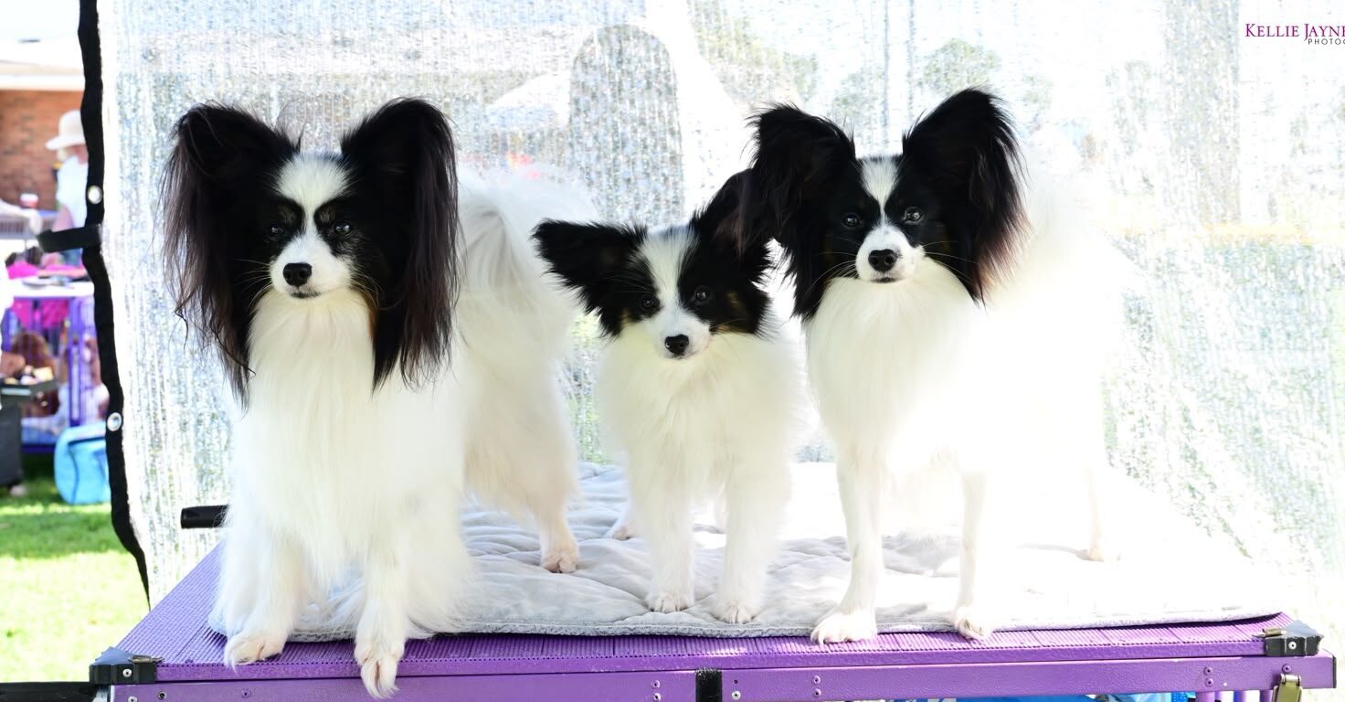 Three Szzan Papillons