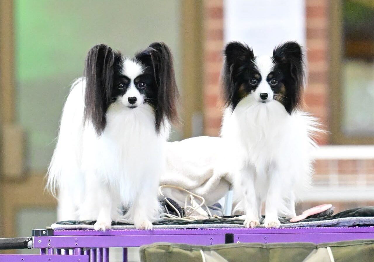 Two Szzan Papillons