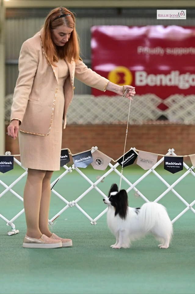 Suzanne gaiting a Szzan Papillon in the show ring